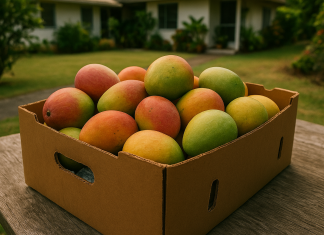 “You Know You Live in Hawai‘i When…” – The Great Mango Exchange