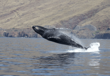 Whales, Fireballs & Midnight Football — Hawai‘i’s Holiday Season That’s Anything but Quiet 🌊🔥🏈