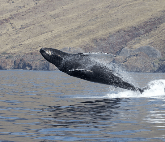 Whales, Fireballs & Midnight Football — Hawai‘i’s Holiday Season That’s Anything but Quiet 🌊🔥🏈